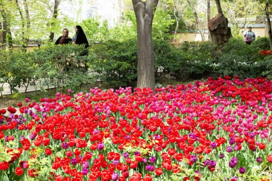 لاله ها در باغ ایرانی