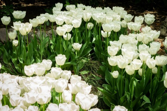 لاله ها در باغ ایرانی