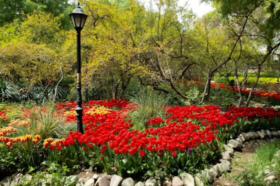 لاله ها در باغ ایرانی