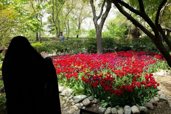 لاله ها در باغ ایرانی