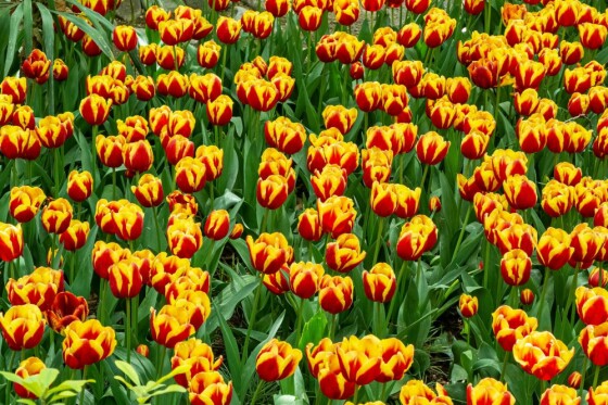 لاله ها در باغ ایرانی