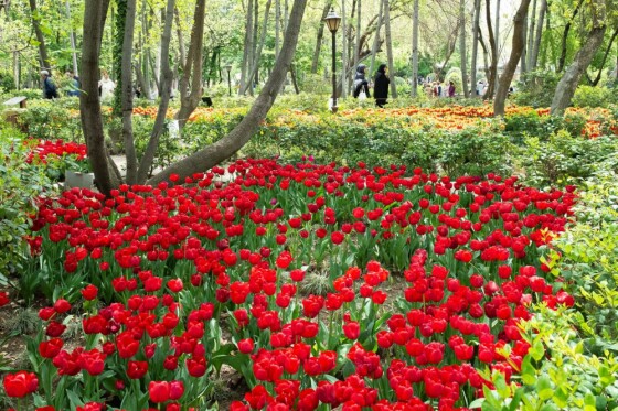 لاله ها در باغ ایرانی