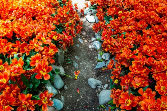 لاله ها در باغ ایرانی