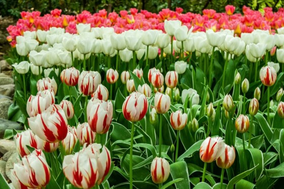 لاله ها در باغ ایرانی