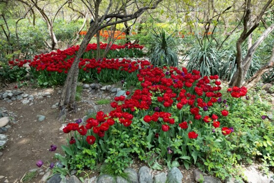 لاله ها در باغ ایرانی