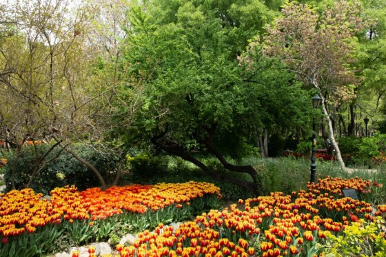 لاله ها در باغ ایرانی