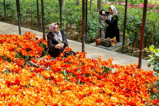 لاله ها در باغ ایرانی