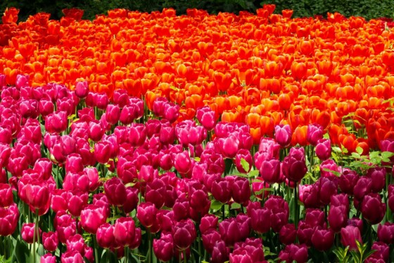 لاله ها در باغ ایرانی