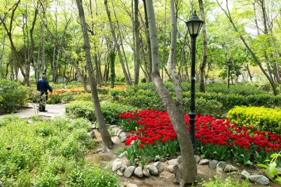 لاله ها در باغ ایرانی