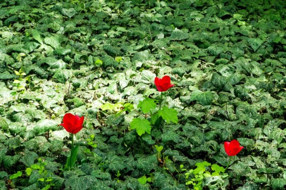 لاله ها در باغ ایرانی