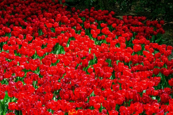 لاله ها در باغ ایرانی