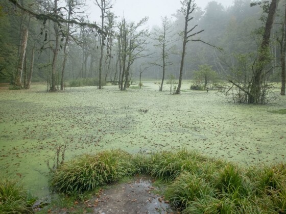 دوچرخه سواری در حاشیه مرداب ”دیوک” مازندران