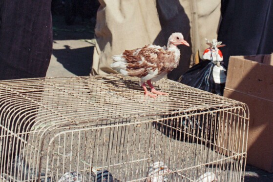 بازار پرنده فروشان مولوی تهران در دهه هفتاد