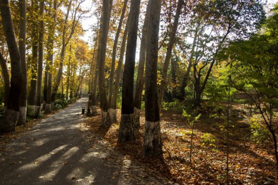 پاییز سعد آباد تهران