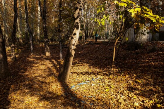 پاییز سعد آباد تهران