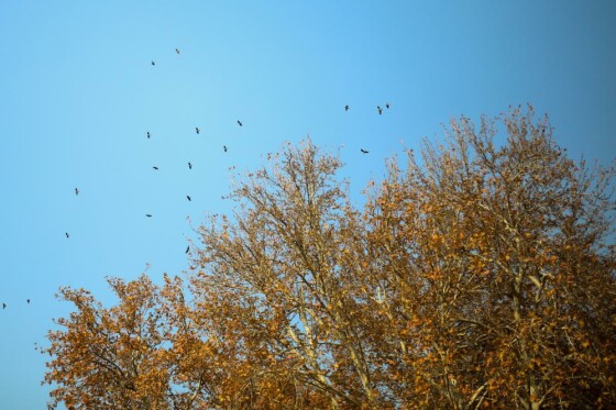 پاییز سعد آباد تهران