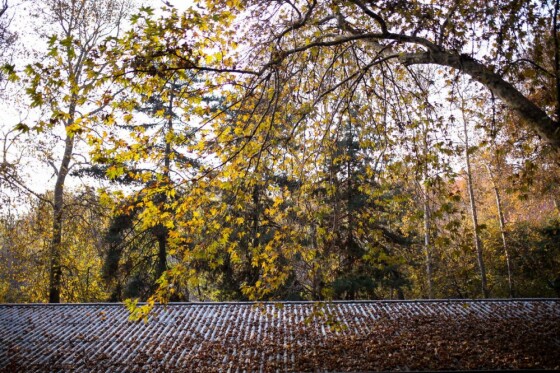 پاییز سعد آباد تهران