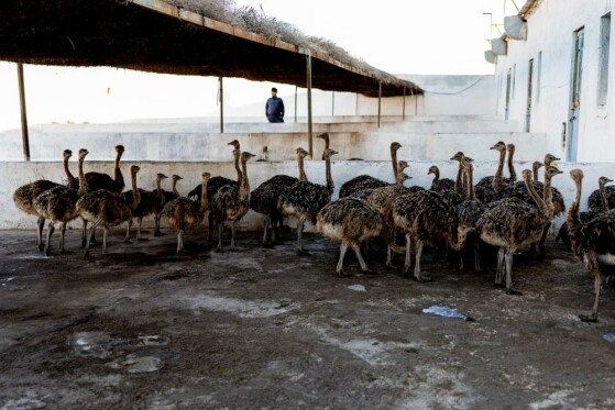 پانزدهمین تور نظارتی قوه قضاییه _ خراسان جنوبی