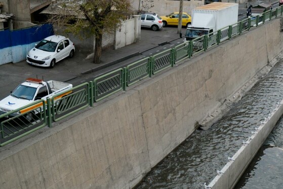 مرغ های دریایی زباله خوار