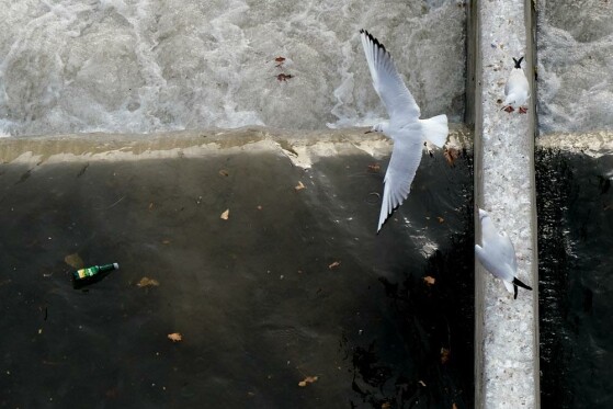 مرغ های دریایی زباله خوار