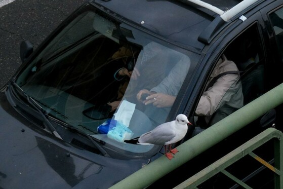 مرغ های دریایی زباله خوار