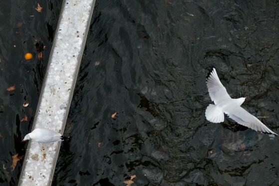 مرغ های دریایی زباله خوار