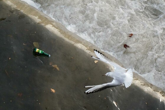 مرغ های دریایی زباله خوار