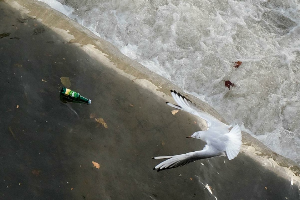 مرغ های دریایی زباله خوار