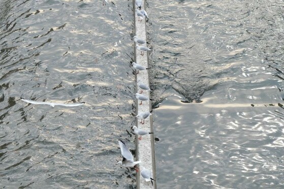 مرغ های دریایی زباله خوار