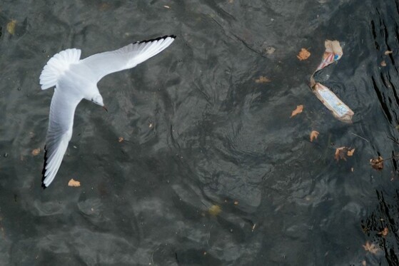 مرغ های دریایی زباله خوار