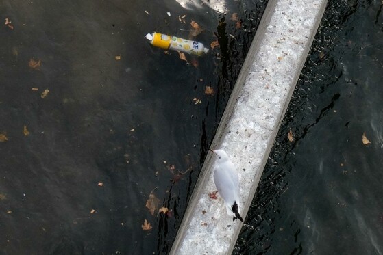 مرغ های دریایی زباله خوار