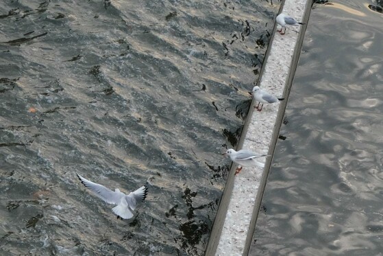 مرغ های دریایی زباله خوار