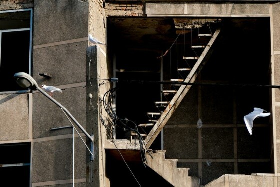 مرغ های دریایی زباله خوار