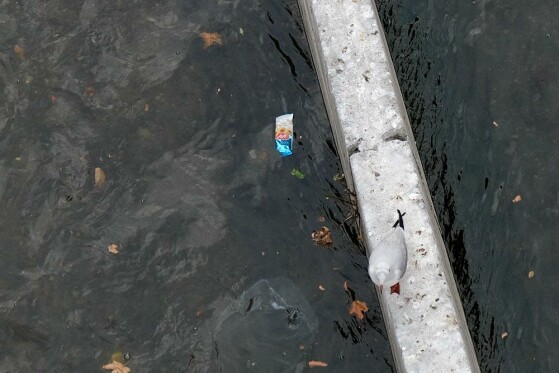 مرغ های دریایی زباله خوار