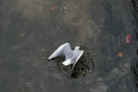 مرغ های دریایی زباله خوار