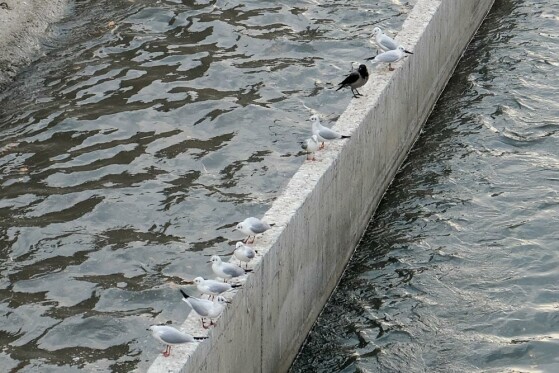 مرغ های دریایی زباله خوار