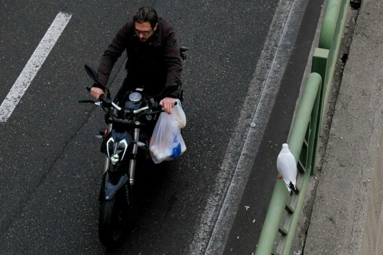 مرغ های دریایی زباله خوار