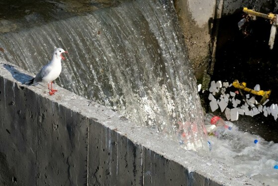 مرغ های دریایی زباله خوار