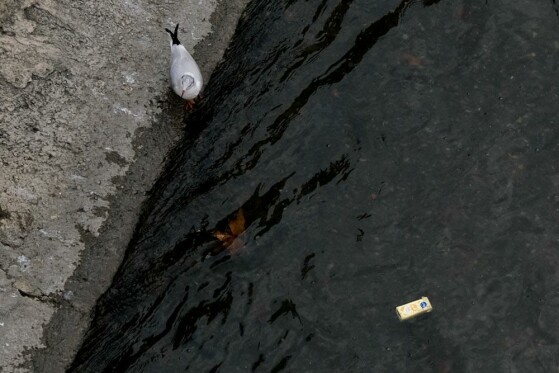 مرغ های دریایی زباله خوار