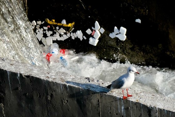 مرغ های دریایی زباله خوار